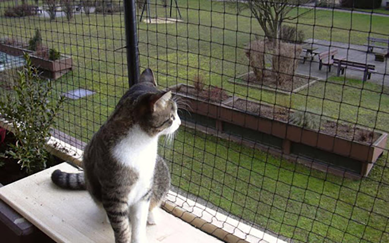 Evcil Hayvan Filesi: Minik Dostlarınız İçin Güvenli Bir Çözüm